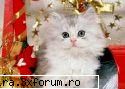 si mie imi plac pisicutele sunt foarte foarte foarte :zzz: cui ii plac animalele?