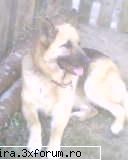 Cui ii plac animalele? - I AM VERY HAPPY =D Catzelusha mea va face in - Discutii Libere