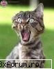joc :-?cu poze:D - black_blood - Jocuri pe Forum